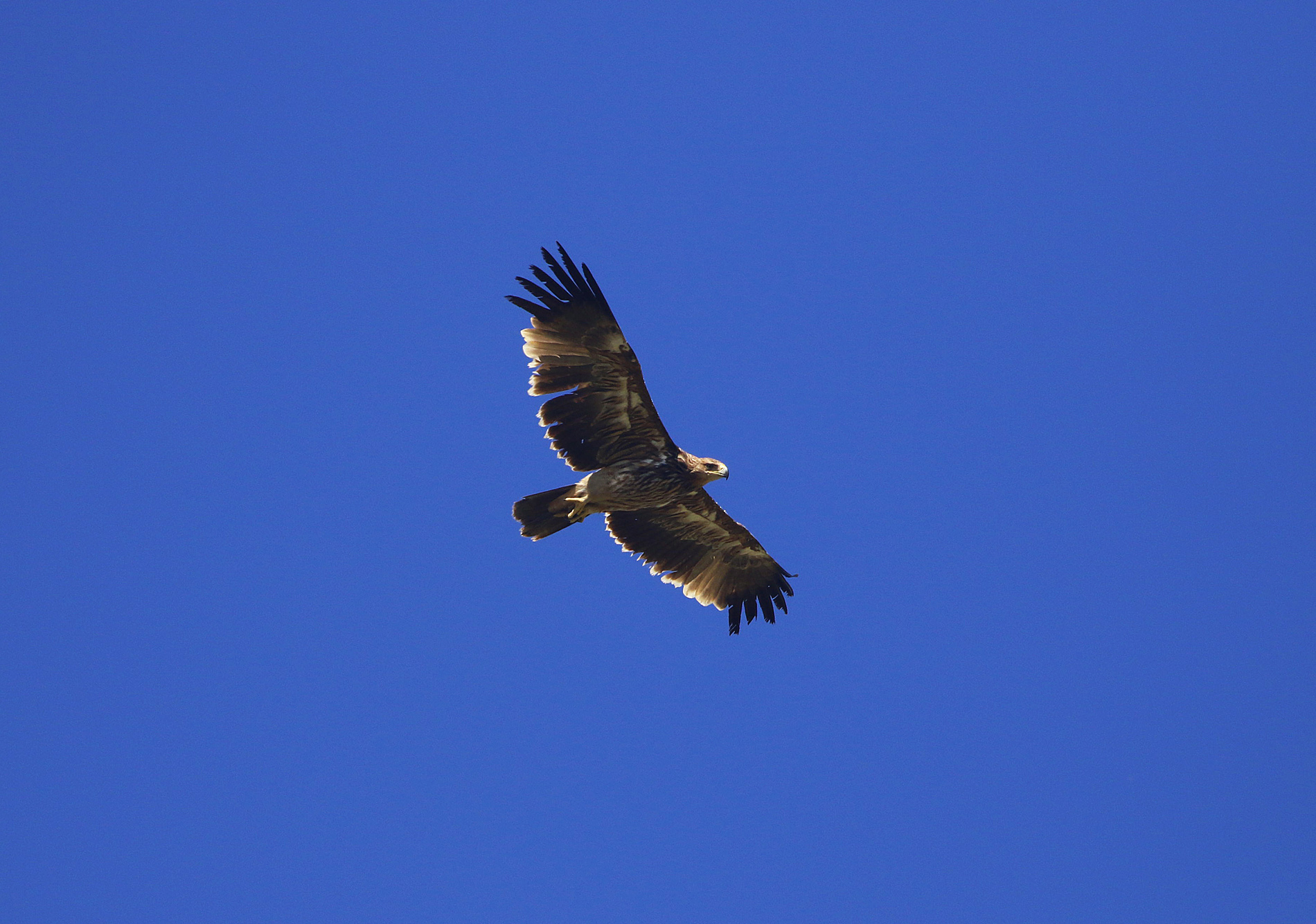 Imperial Eagle